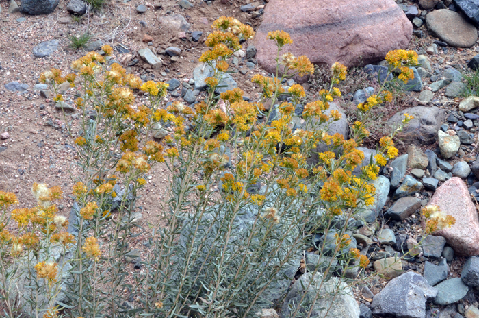 Rusby's Goldenbush or Goldenbush is a woody subshrub that has smooth stems (without surface ornamentation) that are light colored. Isocoma rusbyi